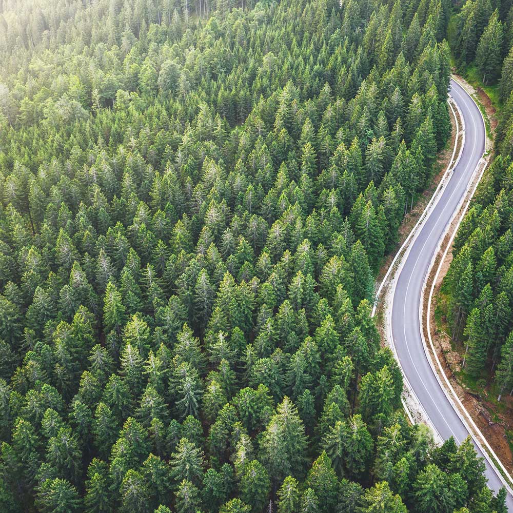 overhead view of green forest and road