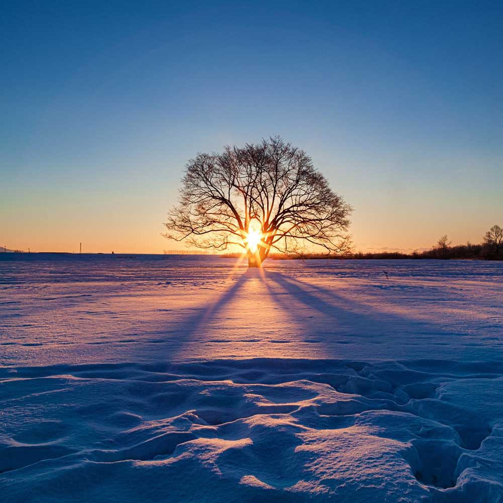Sunrise through a single tree in winter
